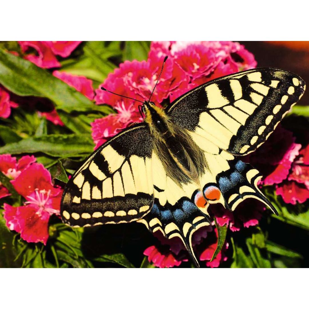 01335 Ravensburger - Farfalla - Puzzle 500 pezzi