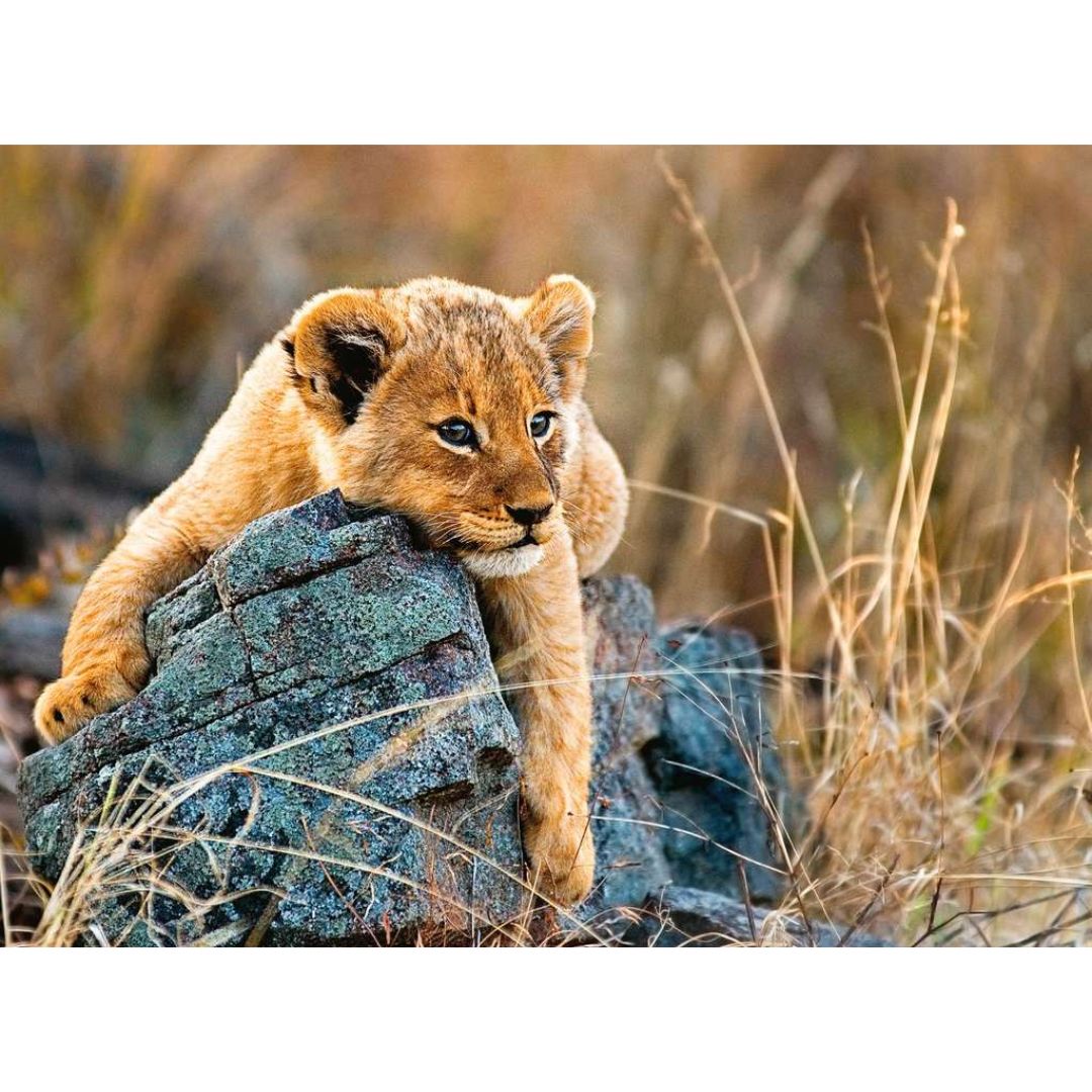 12946 Ravensburger - Piccolo leone - Puzzle XXL - 200 pezzi