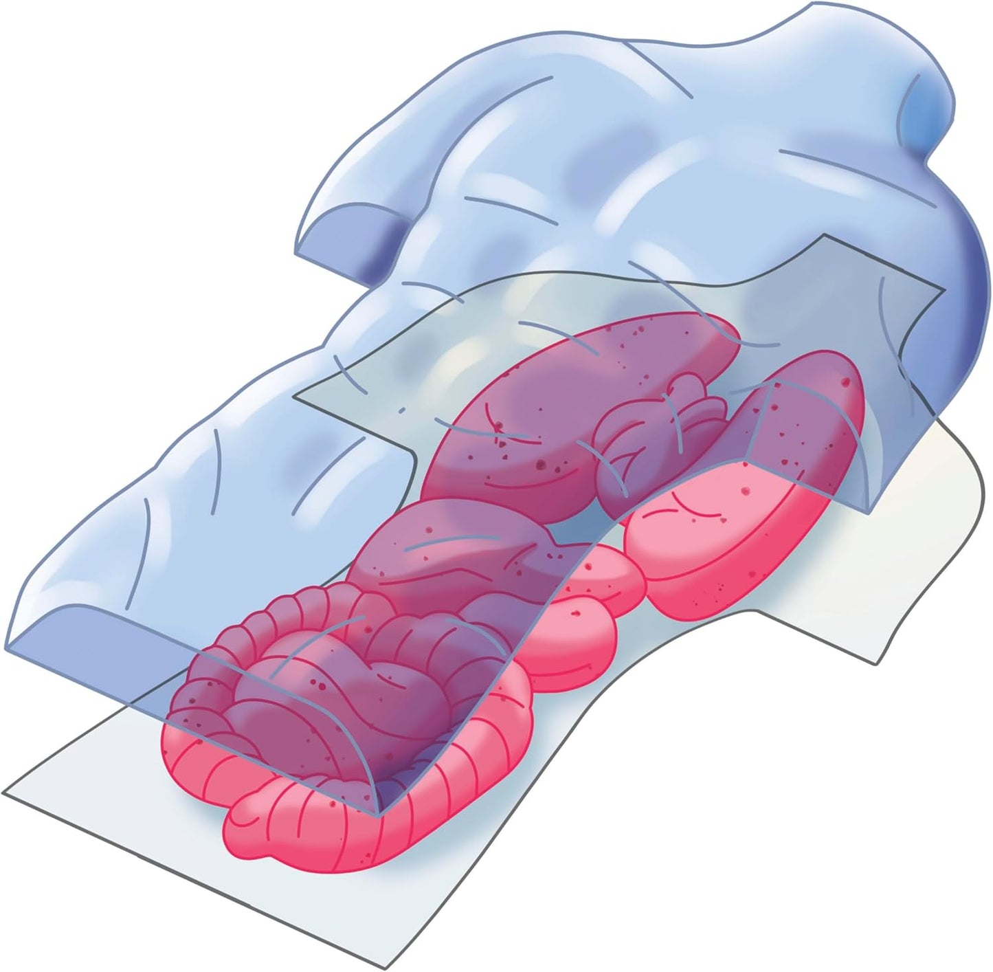 19414.8 Clementoni ANATOMIA SCHELETRO E ORGANI